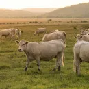 На фермах Ямала пополнение коров и бычков